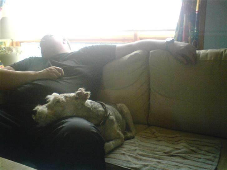 Ruhåret foxterrier Chico Chikago RIP  billede 4