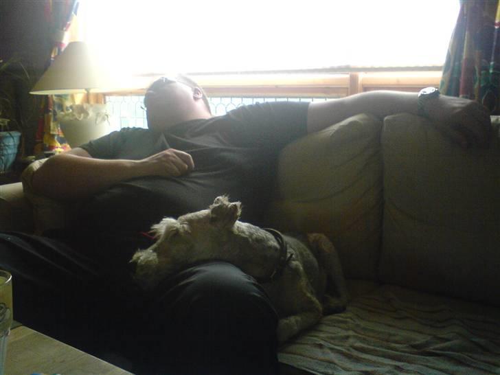 Ruhåret foxterrier Chico Chikago RIP  billede 5