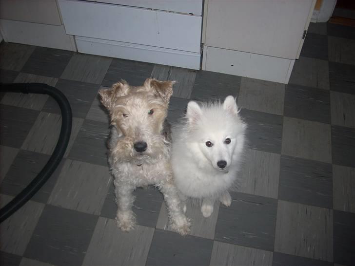 Ruhåret foxterrier Chico Chikago RIP  billede 6