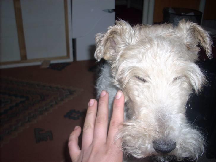 Ruhåret foxterrier Chico Chikago RIP  billede 7