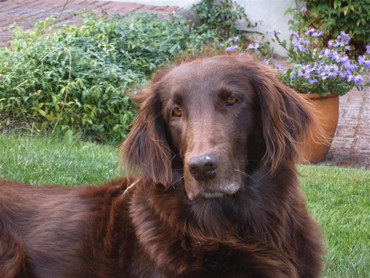 Flat coated retriever Bell Ani - Rest in peace - Dejlig Bell Ani i sommer vejr billede 7