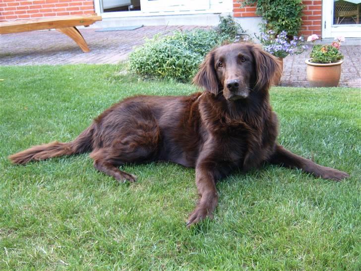 Flat coated retriever Bell Ani - Rest in peace - Smukke Bell Ani billede 8