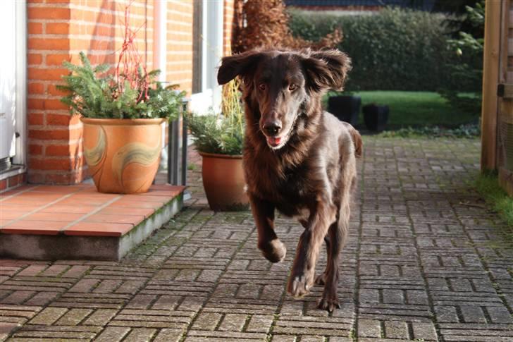 Flat coated retriever Bell Ani - Rest in peace - ani sommer 2009 billede 9