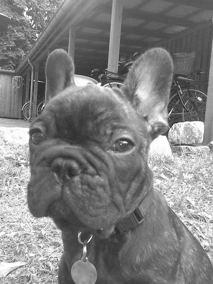 Fransk bulldog Milo R.I.P. billede 4