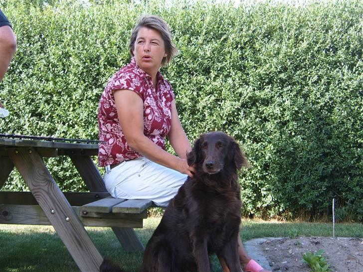 Flat coated retriever Bell Ani - Rest in peace - Altid trofast og dejlig billede 10