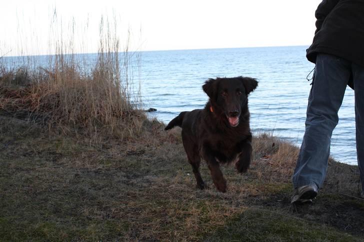 Flat coated retriever Bell Ani - Rest in peace - Ani i fuld fart billede 11