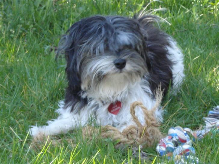 Løwchen Max billede 17