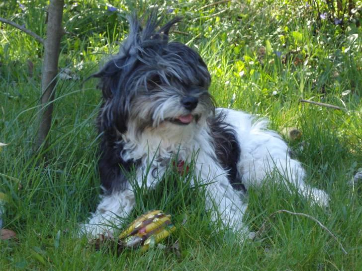 Løwchen Max billede 18