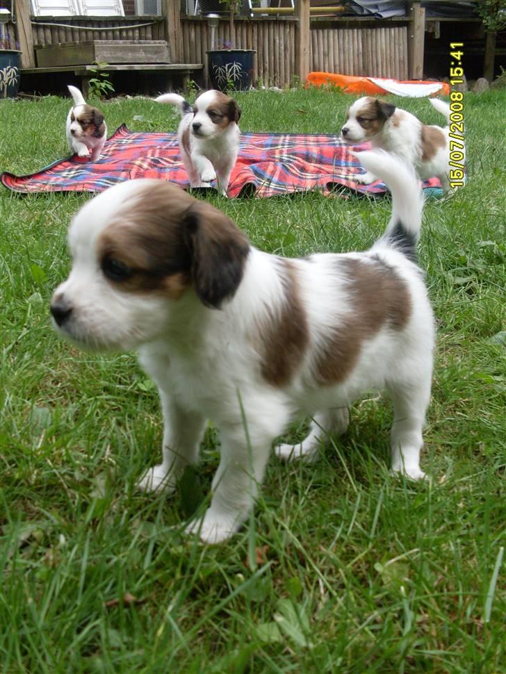 Kooikerhondje Høgedals (Lady) Smilla - Smilla i haven for første gang billede 5