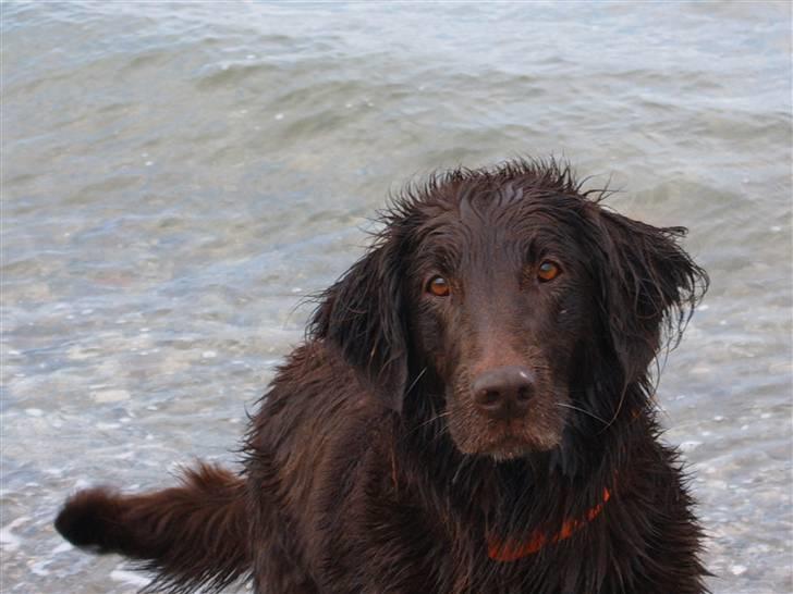 Flat coated retriever Bell Ani - Rest in peace - Bell Ani på stranden i sommer 2008 billede 12