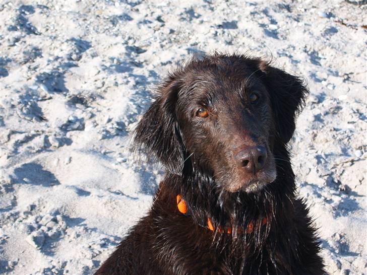 Flat coated retriever Bell Ani - Rest in peace - Bell Ani på stranden i sommer 2008 billede 13