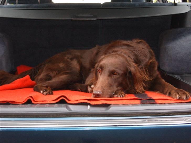 Flat coated retriever Bell Ani - Rest in peace - En lille lur i bilen billede 14