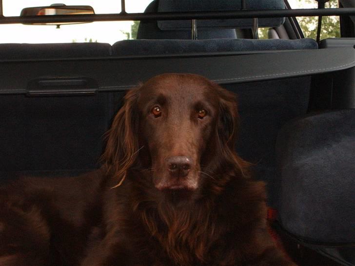 Flat coated retriever Bell Ani - Rest in peace - Bell Ani i bilen billede 15