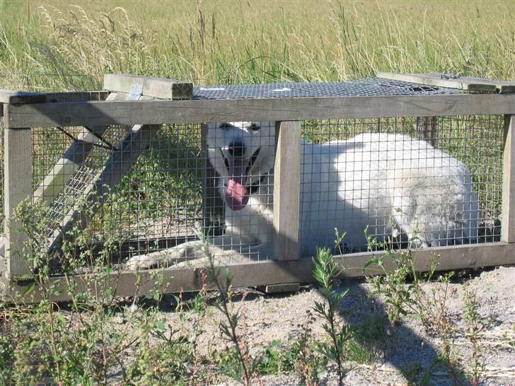 Hvid schæfer Nice'nwise Groucho Nicki - Pinligt! Nicki er dummere end ræven, og går i rævens fælde! billede 15