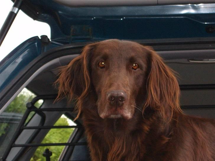 Flat coated retriever Bell Ani - Rest in peace - Bell Ani i bilen  billede 16