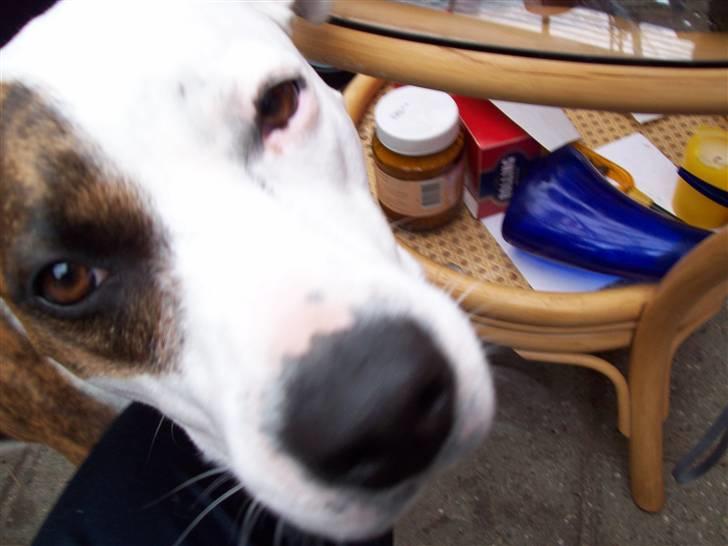 Amerikansk staffordshire terrier Baby billede 1