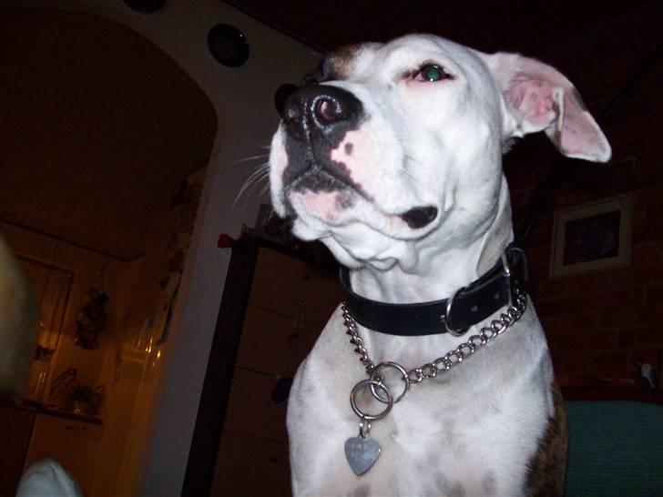 Amerikansk staffordshire terrier Baby billede 2