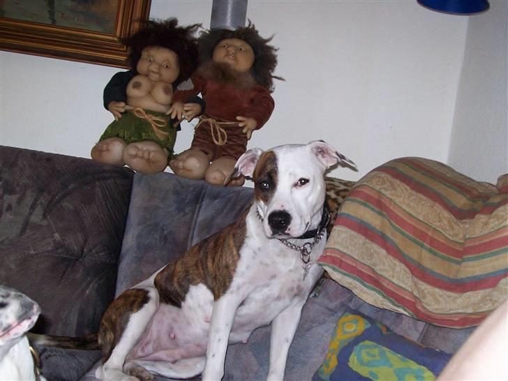 Amerikansk staffordshire terrier Baby billede 3