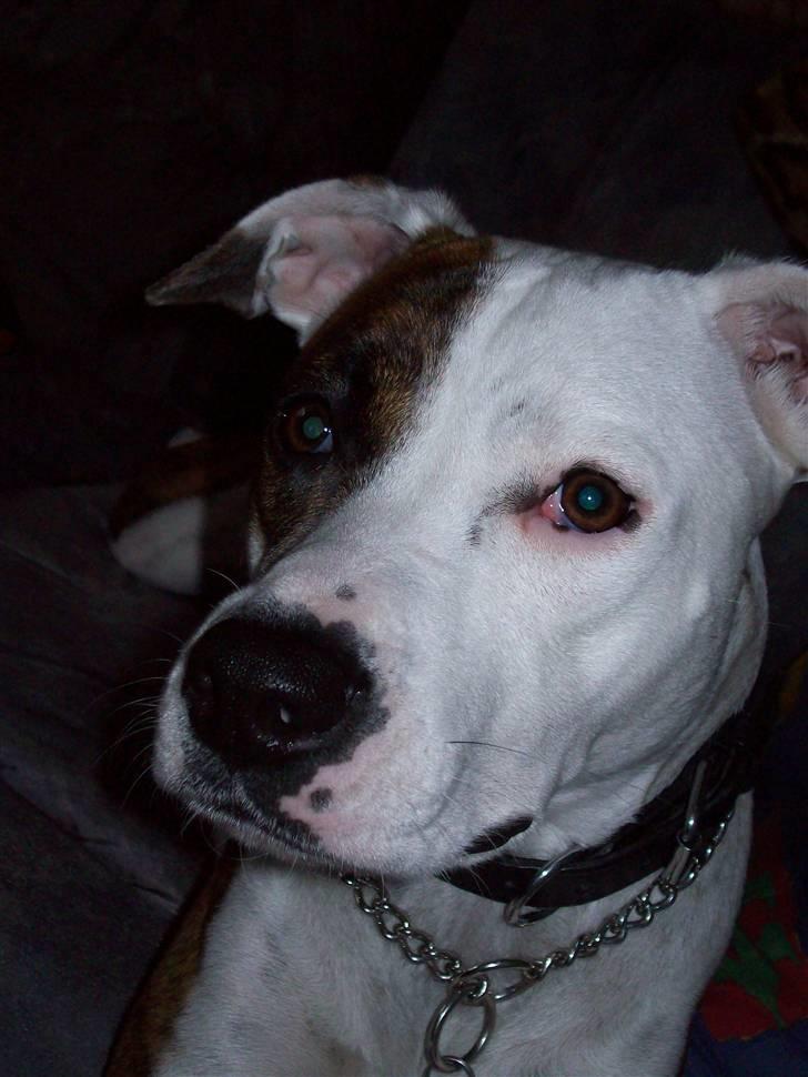 Amerikansk staffordshire terrier Baby billede 4