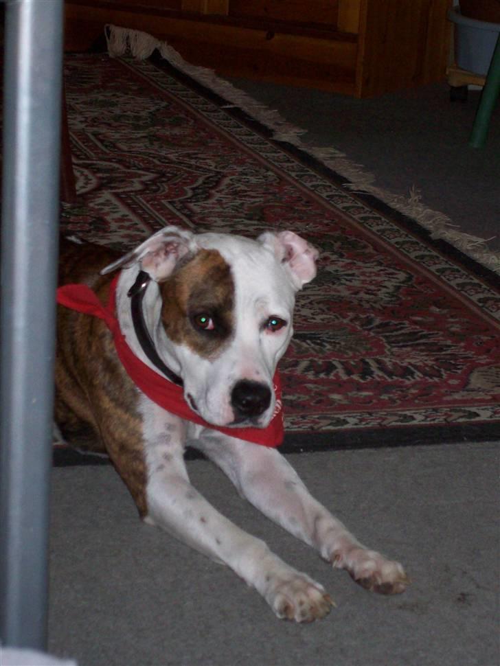 Amerikansk staffordshire terrier Baby billede 5