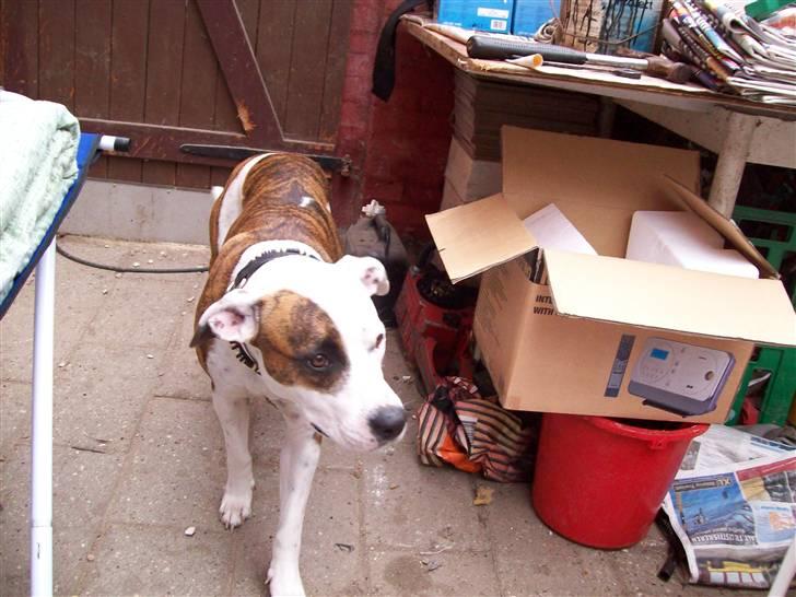 Amerikansk staffordshire terrier Baby billede 6