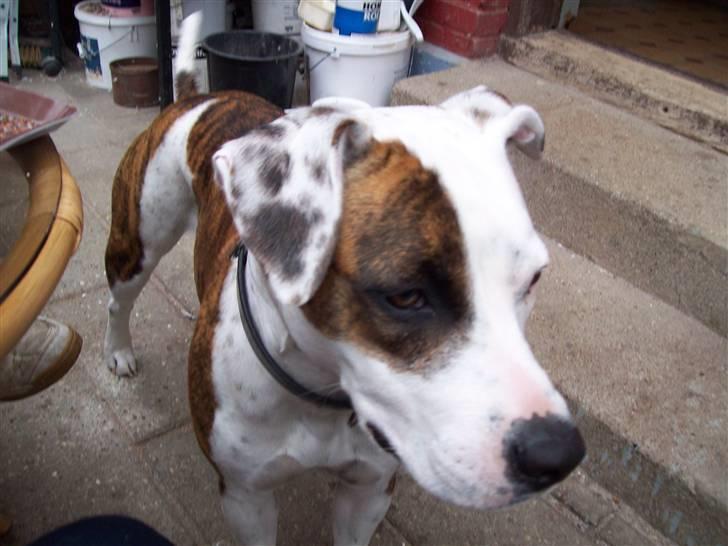 Amerikansk staffordshire terrier Baby billede 7