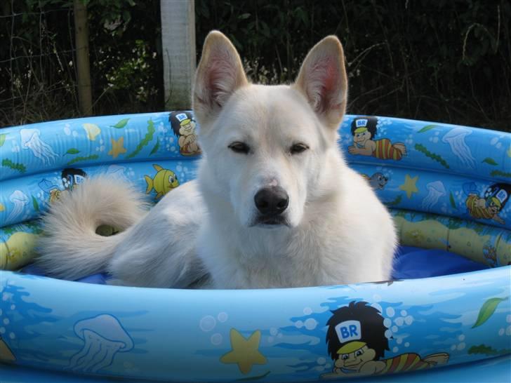 Blanding af racer *R.I.P* Hannibal - Juli 2010 billede 5