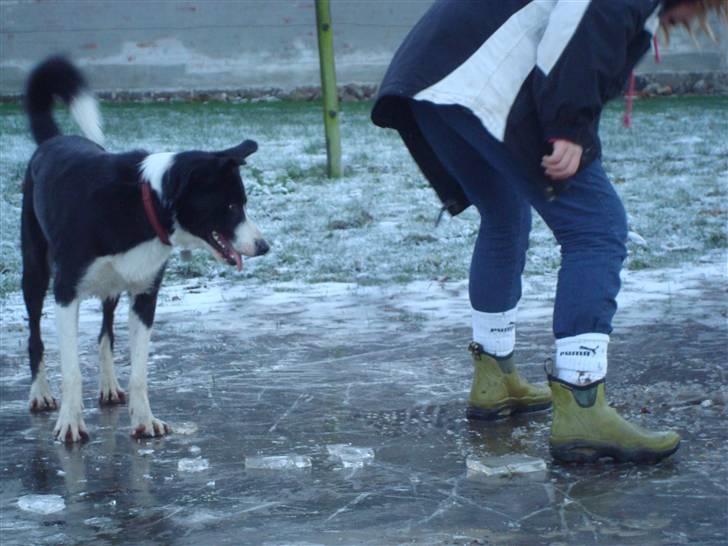 Border collie Spot - R.I.P 18/5 2010 - 5. Spot & Sofie billede 6