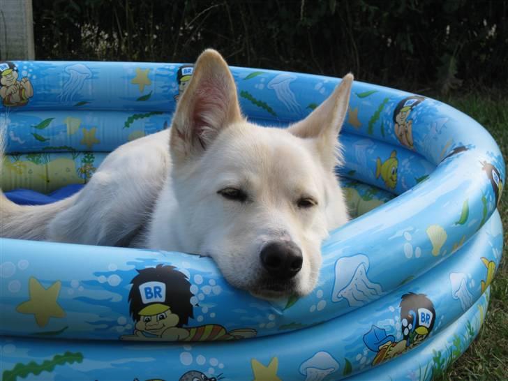 Blanding af racer *R.I.P* Hannibal - Juli 2010 billede 6