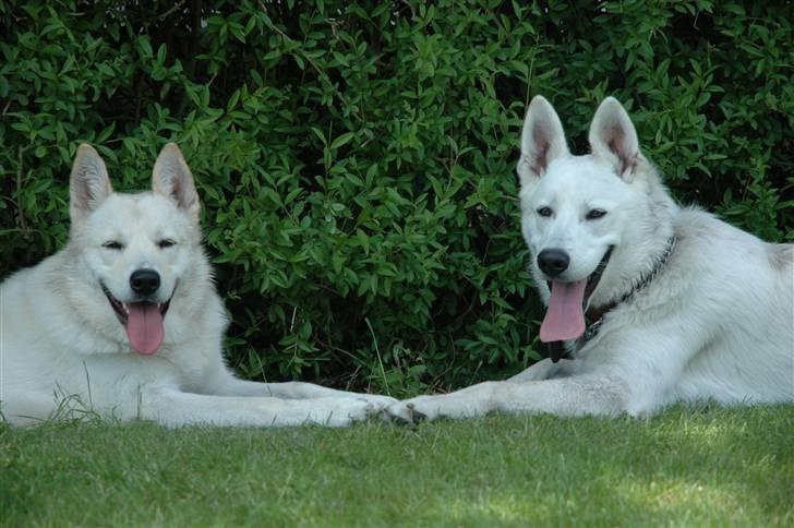 Blanding af racer *R.I.P* Hannibal - Maj 09 Hannibal & Raki (hvid schæfer) billede 8
