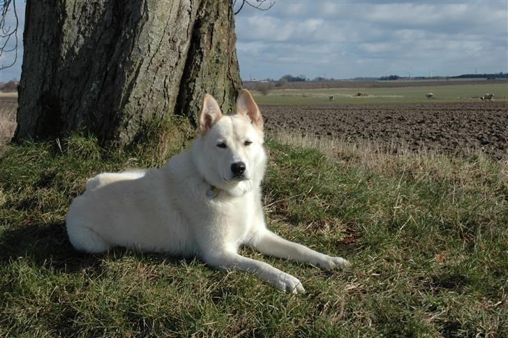 Blanding af racer *R.I.P* Hannibal - 11-03-2009 billede 9