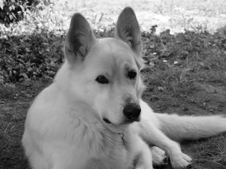 Blanding af racer *R.I.P* Hannibal - Juli 2010 billede 10