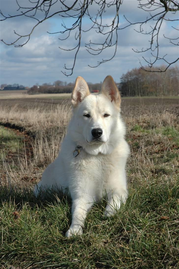 Blanding af racer *R.I.P* Hannibal - 11-03-2009 billede 11