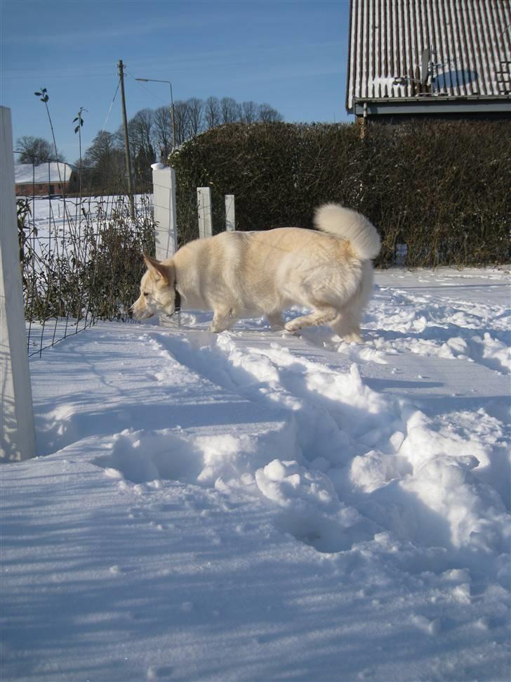 Blanding af racer *R.I.P* Hannibal - 30-01-2010  "mor det er lidt mærkeligt at søge efter godbidder i sneen" billede 12
