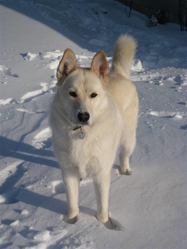 Blanding af racer *R.I.P* Hannibal - 30-01-2010 billede 13