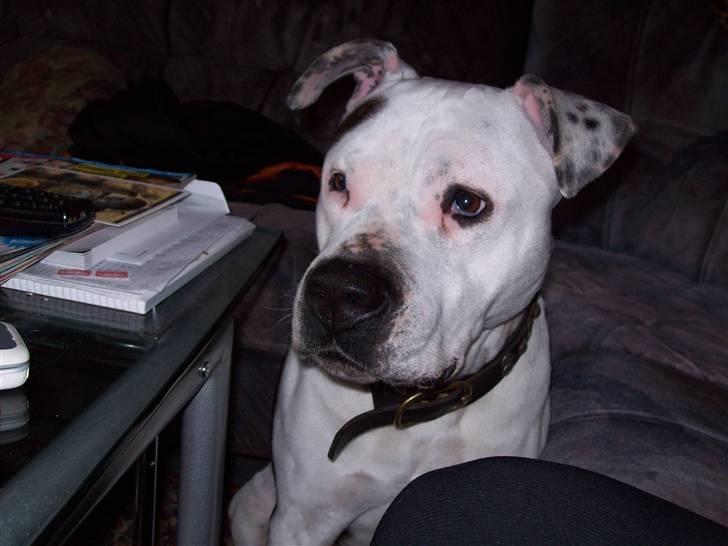 Amerikansk staffordshire terrier Thico billede 1