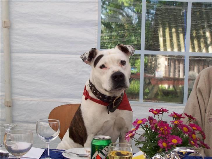 Amerikansk staffordshire terrier Thico billede 2