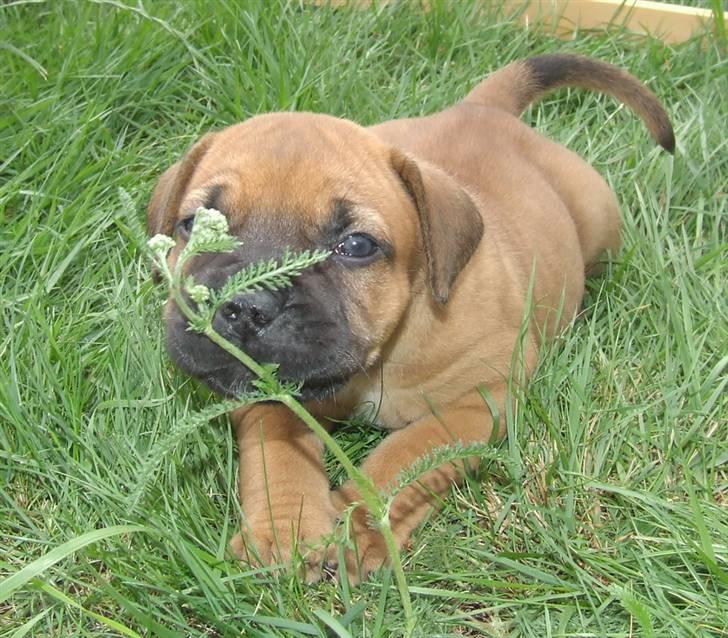 Boerboel RATHMANNS RED WUBA billede 1