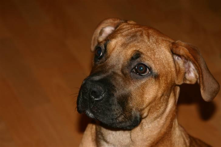 Boerboel RATHMANNS RED WUBA billede 2