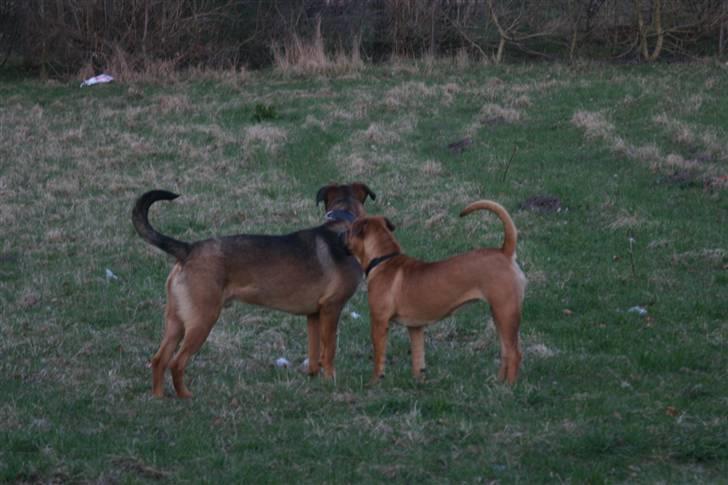 Boerboel RATHMANNS RED WUBA billede 3