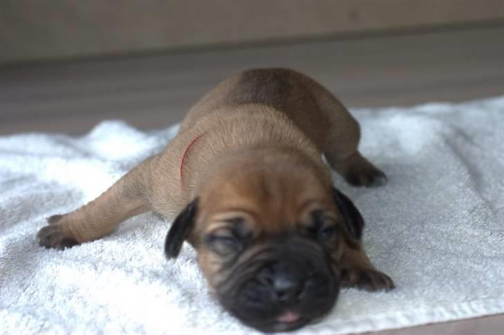 Boerboel RATHMANNS RED WUBA billede 4