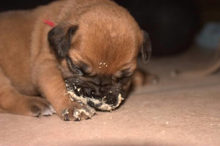 Boerboel RATHMANNS RED WUBA billede 5