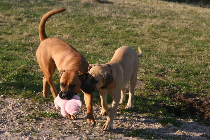 Boerboel RATHMANNS RED WUBA billede 6