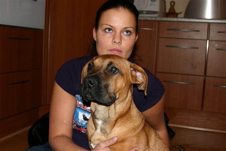 Boerboel RATHMANNS RED WUBA billede 8