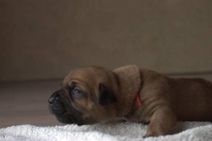 Boerboel RATHMANNS RED WUBA billede 9