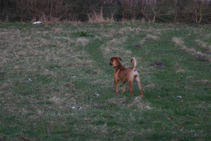 Boerboel RATHMANNS RED WUBA billede 10