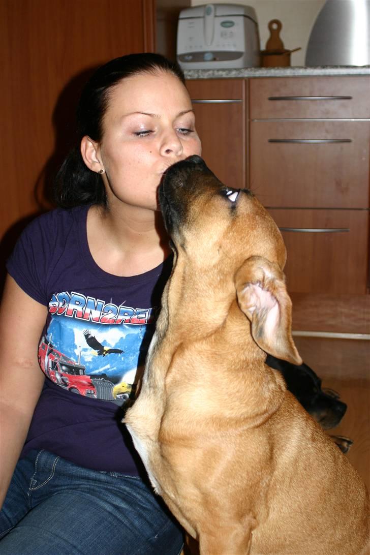 Boerboel RATHMANNS RED WUBA billede 11