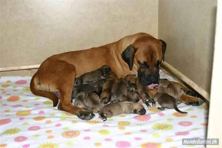 Boerboel RATHMANNS RED WUBA billede 12