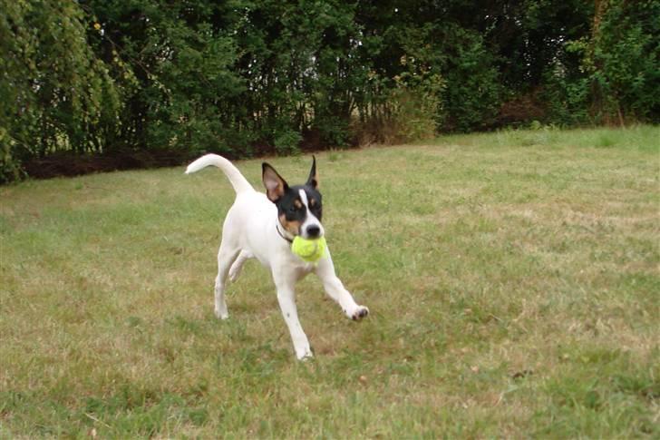 Dansk svensk gaardhund gustav:) - jeg kommer nu billede 1