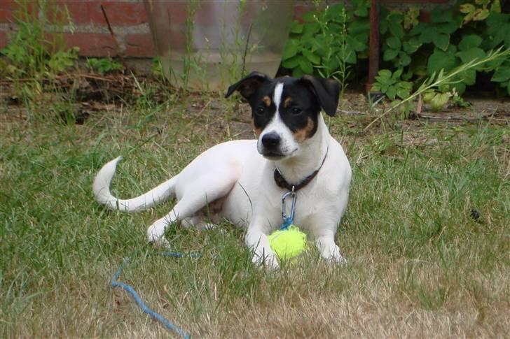 Dansk svensk gaardhund gustav:) - det er min boldt billede 2